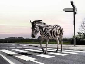 зебра на пешеходном переходе